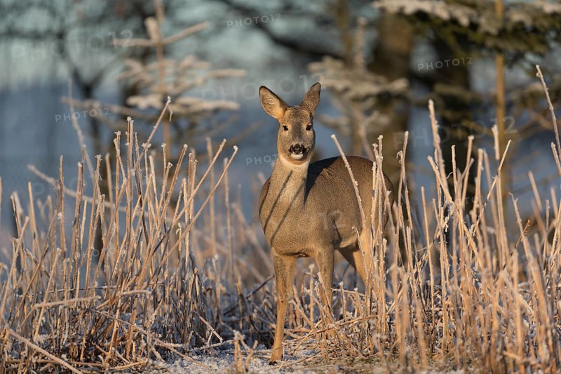 Roe deer standing in hoar frosted dead stinging nettle at minus 15 °C at sunrise. Trees and dead stinging nettle in background