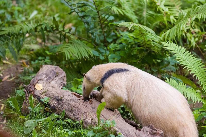 One southern tamandua (Tamandua tetradactyla), searching for ants in a dead branch in a forest