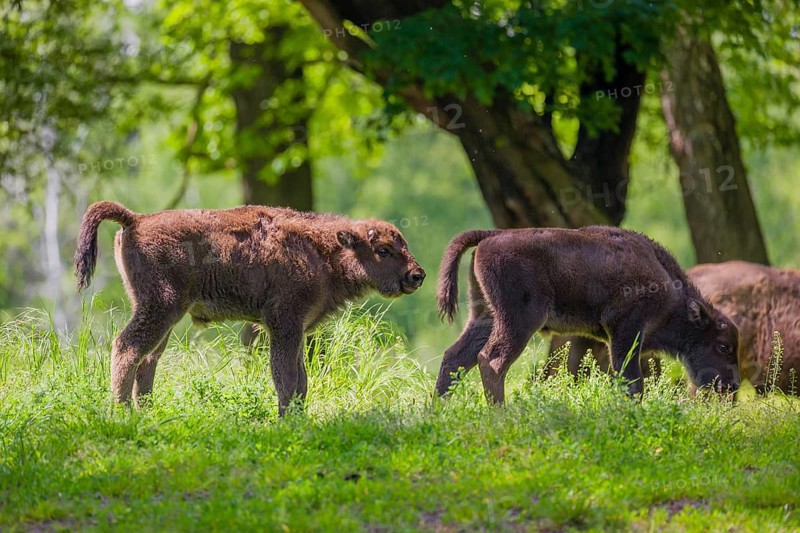 Two European bison calves (Bison bonasus) stand in a forest