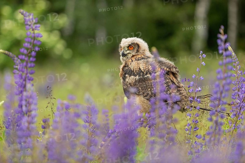 One young Eurasian Eagle Owl, Bubo bubo, sitting on a twig between lupines growing on a meadow
