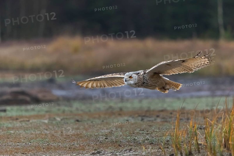 One Siberian Eagle Owl (Bubo bubo sibiricus) flying over tall reed grass lakeshore on an autumnal misty cold morning