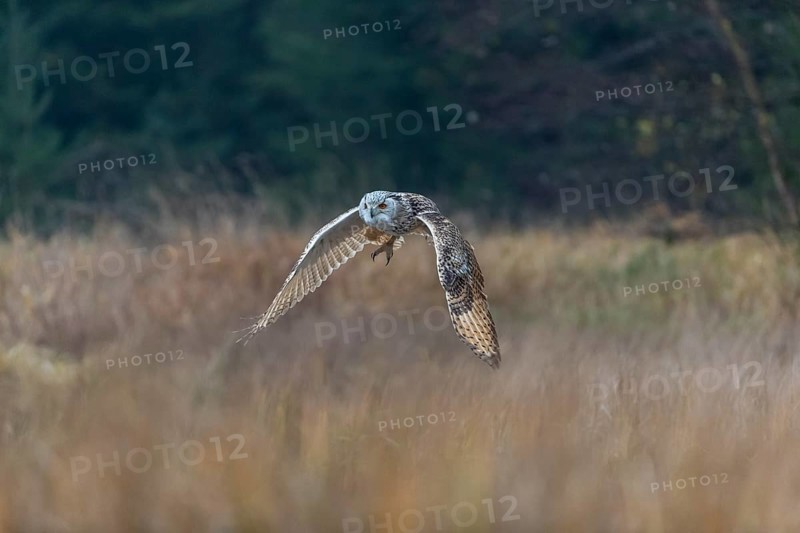 One Siberian Eagle Owl (Bubo bubo sibiricus) flying over tall reed grass lakeshore on an autumnal misty cold morning