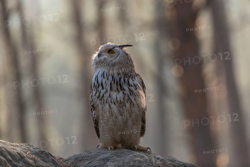 One Siberian Eagle Owl (Bubo bubo sibiricus) sitting on a rock in a forest