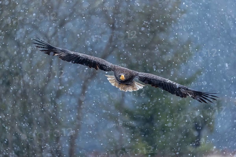 One young Steller's sea eagle (Haliaeetus pelagicus) flying over a lake while snow is falling. A forest in the background. Controlled condition