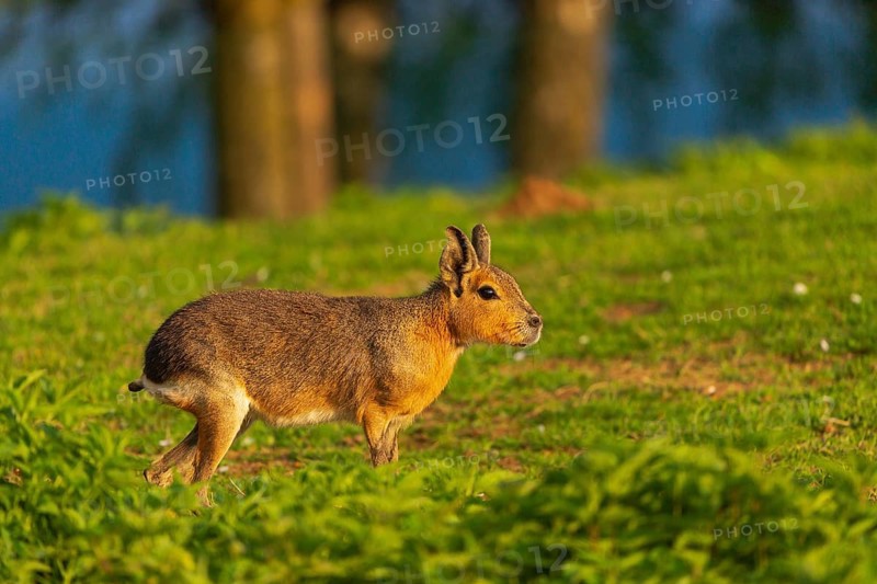 One Patagonian mara (Dolichotis patagonum) stands on a meadow in early morning light
