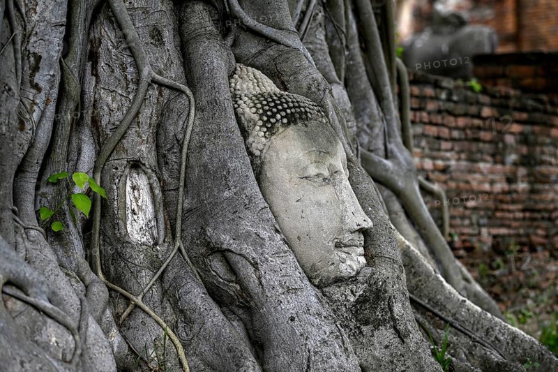 Sandstone Buddha head at the foot of a Bodhi tree in Wat Mahathat, Temple of the Great and Holy Relic, Ayutthaya, Ayutthaya Province, Thailand, Asia