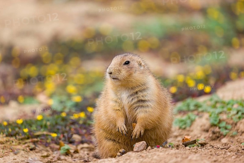 A black-tailed prairie dog (Cynomys ludovicianus) sits on sandy ground, observing the surrounding. Some yellow flowers are in the background