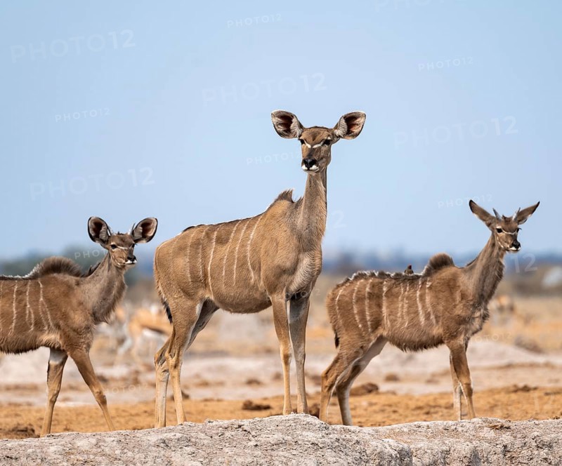 Greater kudu (Tragelaphus strepsiceros), adult female and two juvenile males, Nxai Pan National Park, Botswana, Africa