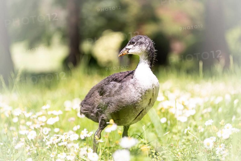Eurasian Coot chicks (Fulica atra) standing in a meadow, profile view, looking to the left, close-up, surrounded by daisies, background blurred, tree trunks recognisable, Dortmund, North Rhine-Westphalia, Germany, Europe