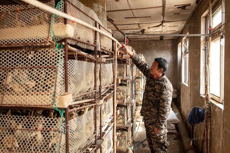 Worker with ducklings in rearing station, Jiang Su Salted Duck Farming Co. Ltd, Xiang Shui County, China, Asia