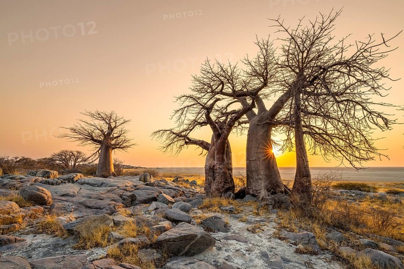 African baobab (Adansonia digitata), several trees at sunrise, sun star, Kubu Island (Lekubu), Sowa Pan, Makgadikgadi salt pans, Botswana, Africa