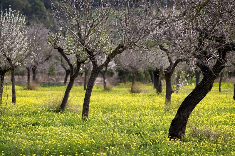 Almond blossom, almond trees, plantation, Bermuda buttercup (Oxalis pes-caprae), also known as low wood sorrel, Santa Maria del Camí, Calvià, Majorca, Balearic Islands, Balearic Islands, Spain, Europe