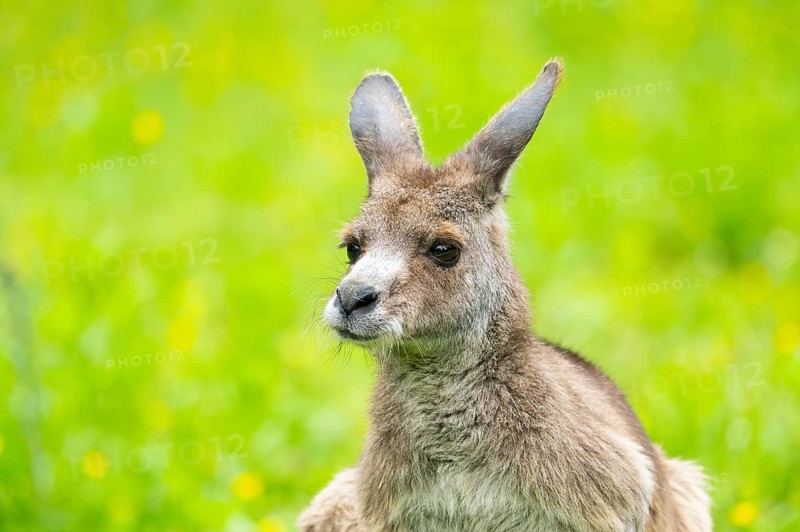 Eastern grey kangaroo (Macropus giganteus) on a meadow, Bavaria, Germany, Europe