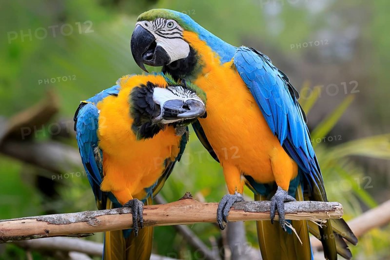 Yellow-breasted Macaw (Ara ararauna), adult, perch, pair, social behaviour, plumage care, South America