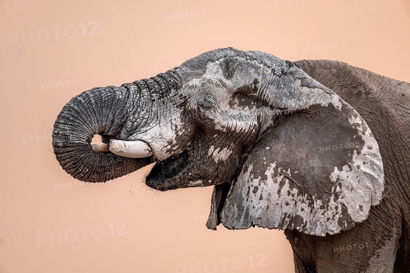 African elephant (Loxodonta africana), adult male, animal portrait with trunk in mouth, at sunset, Nxai Pan National Park, Botswana, Africa