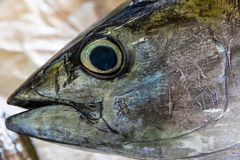 Fish on display at the fish market in Mutrah, Muscat, Arabian Peninsula, Sultanate of Oman
