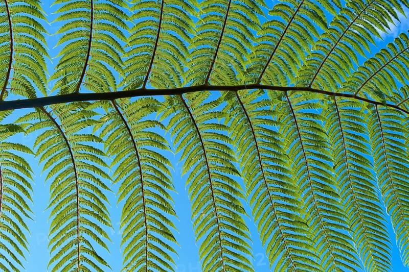 Detail of fern leaves against a clear blue sky, Cathedral Cove, Coromandel Peninsula, North Island, New Zealand, Oceania