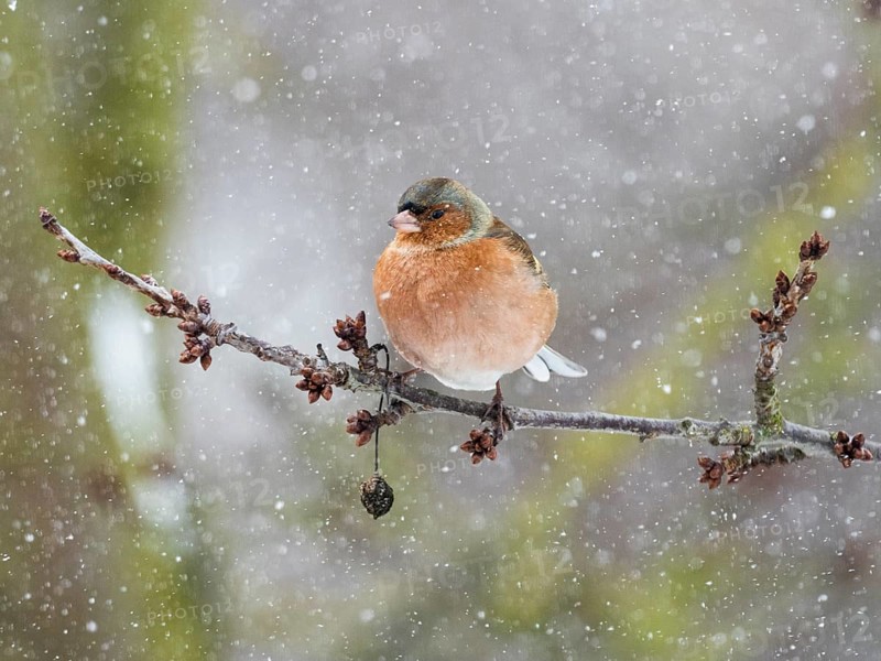 Chaffinch (Fringilla coelebs), male adult bird perched on a frost covered branch, with its feathers fluffed up against the cold, surrounded by falling snowflakes, in winter, North Hesse, Germany, Europe