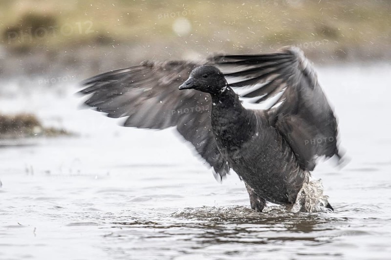 Brent goose (Branta bernicla), Amrum, Schleswig-Holstein, Germany, Europe