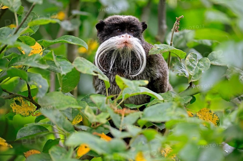 Emperor bearded tamarin (Saguinus imperator subgrisescens), adult, on tree, portrait, alert, South America