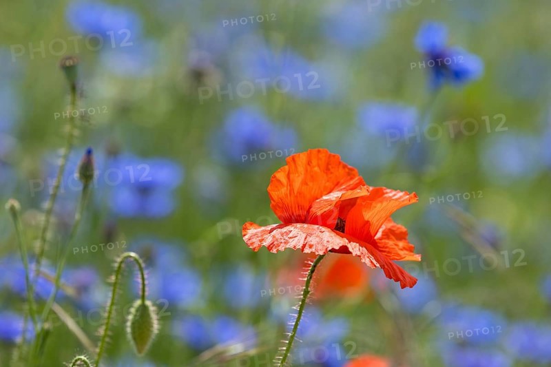 Single poppy flower (papaver) blooming between cornflowers (Centaurea cyanus) at the edge of a field, Saxon Elbland, Saxony, Germany, Europe