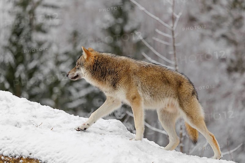 A young grey wolf (Canis lupus lupus) runs across the sloping, snow-covered meadow at the edge of a forest on a cold, cloudy day