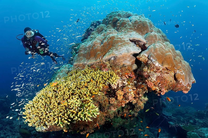 Diver looking at coral block with fish warm Blue coral (Leptojulis cyanopleura), juvenile form, front Acropora coral (Acropora selago), back Porites coral, (Porites lobata), stony coral, Great Barrier Reef, Unesco World Heritage Site, Coral Sea, Coral Sea, Pacific Ocean, Cairns, Queensland, Australia, Oceania