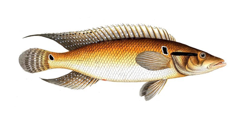 Fish, Fish, Genus of the family Perch, Perca saxatilis, Historical, digitally restored reproduction from a 19th century original, Record date not stated