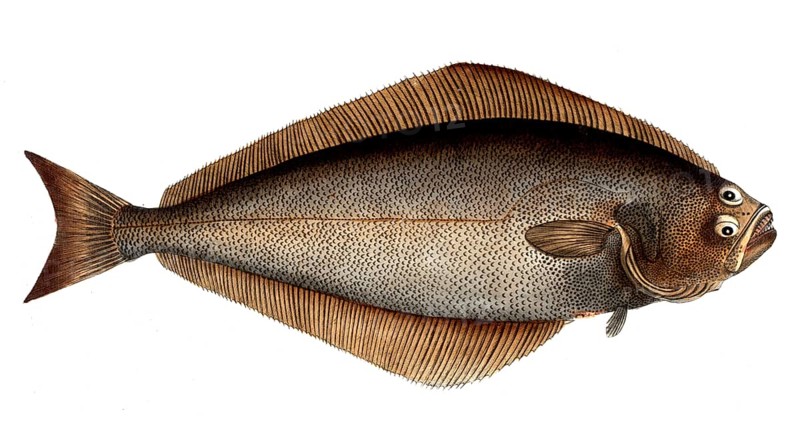 Fish, Fish, Genus of right-eye flounders, Pleuronectes Hippoglossus, Historical, digitally restored reproduction from a 19th century original, Record date not stated