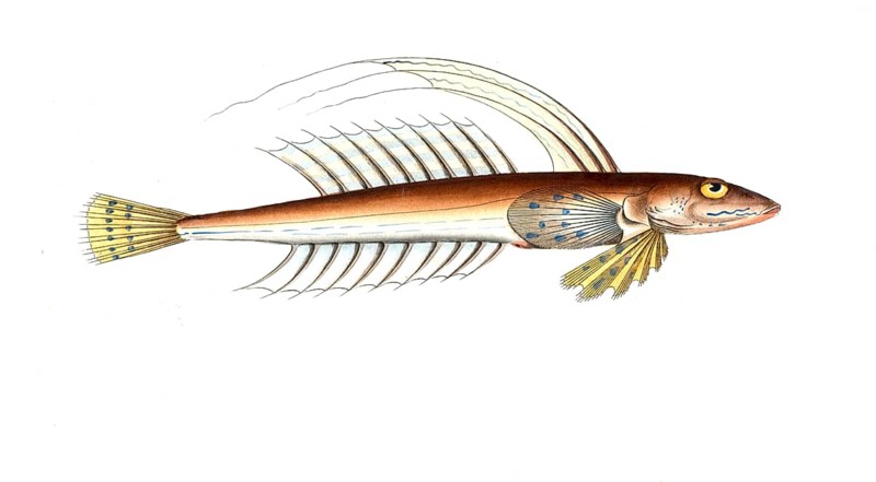 Fish, Pisces, Callionymus lyra, the spider fish, the Gemmeous Dragonet, Historical, digitally restored reproduction from a 19th century original, Record date not stated