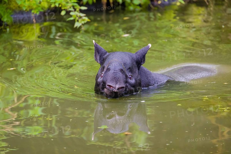 A Malayan tapir (Acrocodia indica) stands in the shallow water of a river