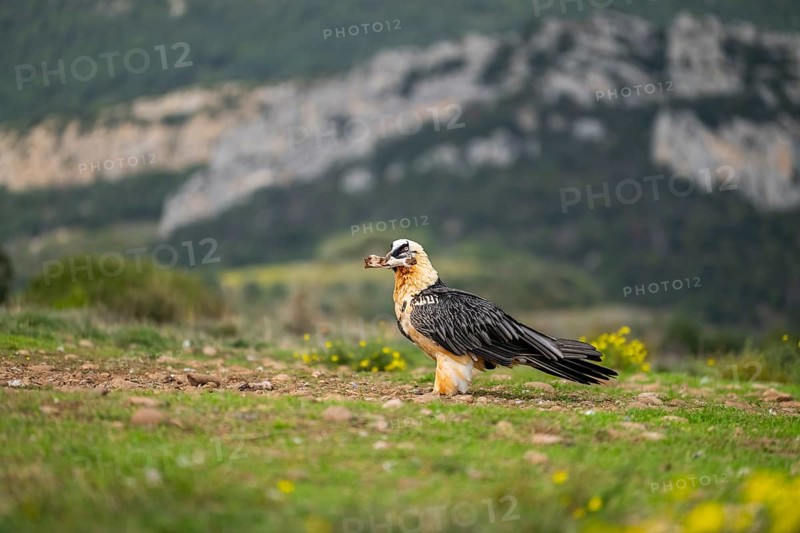 Bearded Vulture (Gypaetus barbatus) adult bird with sheep bones, Pyrenees, Lleida, Spain, Europe