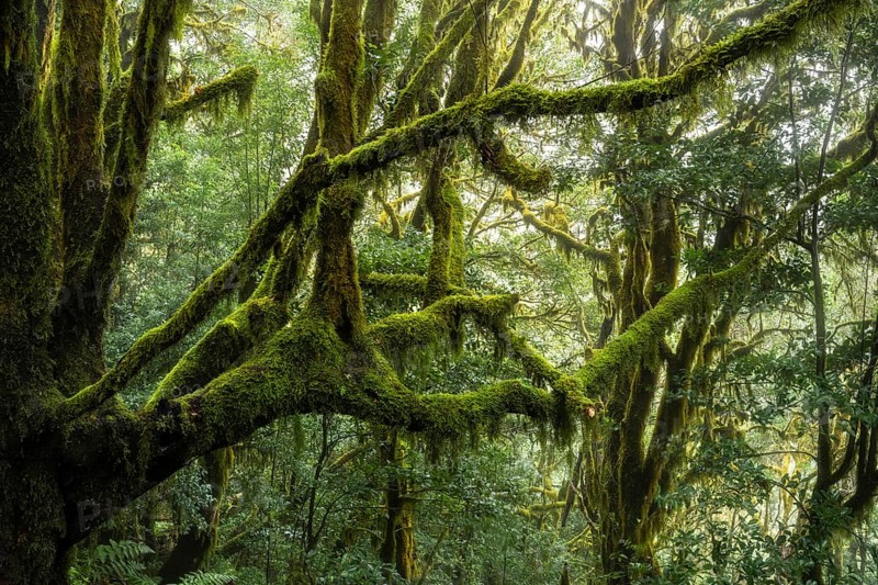 Laurel trees with mosses and lichens. Garajonay National Park, La Gomera, Canary Islands, Spain, Europe