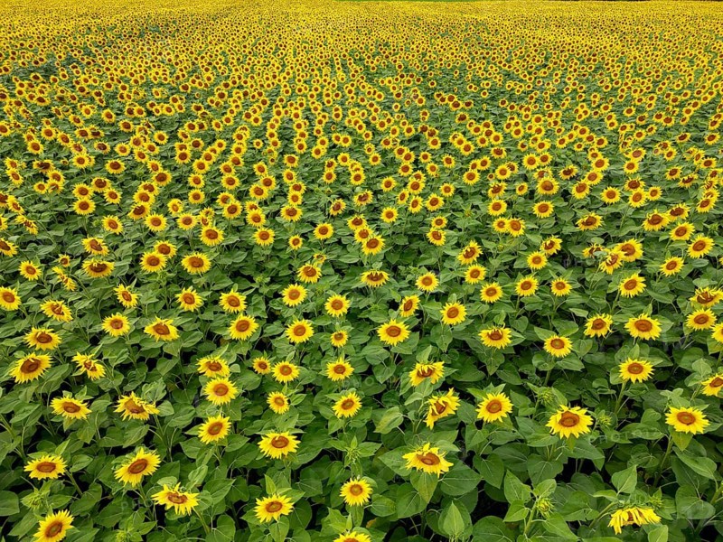 Sunflower field near Holzhausen, town of Rheinau, aerial view, Ortenau district, Baden-Württemberg, Germany, Europe