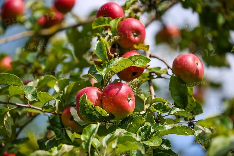Schwerte, North Rhine-Westphalia, Germany, Ripe apples on a tree in a meadow orchard, Europe
