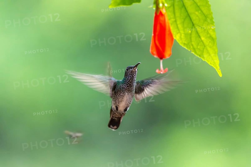 Green-fronted Brilliant Hummingbird (Heliodoxa jacula), Hummingbird (Trochilidae), Swiftbirds (Apodiformes), Laguna del Lagarto Lodge, Alajuela, Costa Rica, Central America