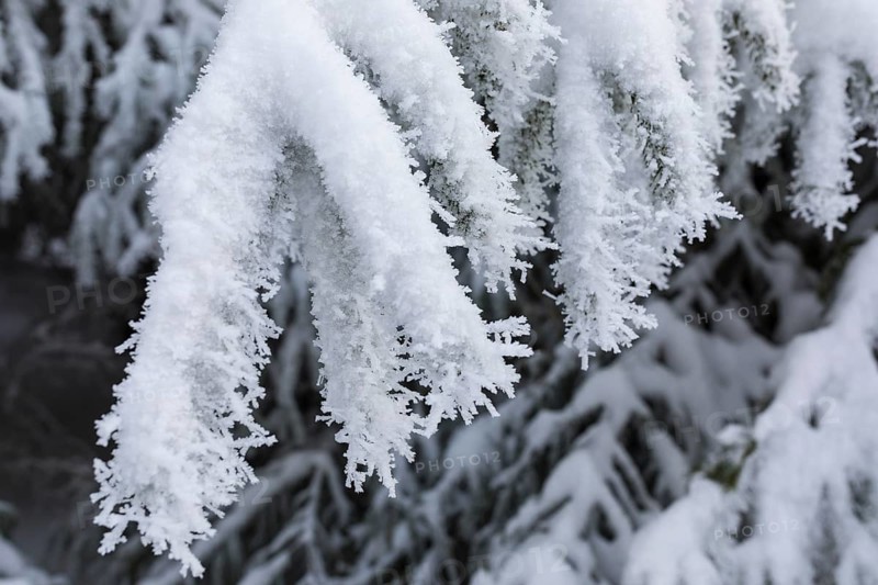 Large ice crystals from hoarfrost on snow on fir branches, Erzgebirge, Saxony, Germany, Europe