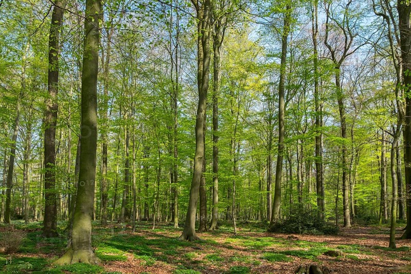 A sparse deciduous forest with tall trees through which sunlight and shade dance playfully, Ahaus, Münsterland, North Rhine-Westphalia, Germany, Europe