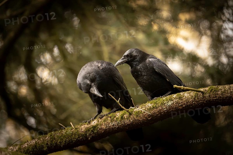 Raven crows (Corvus corone), two, sitting next to each other on a thick mossy branch, in the background light from the sun and blurred fir branches, Dortmund, North Rhine-Westphalia, Germany, Europe