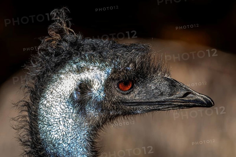 Emus (Dromaius), portrait, captive, Germany, Europe