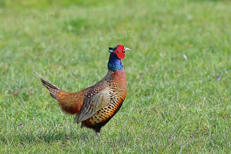 Pheasant, hunting pheasant (Phasianus colchicus), adult male bird in a meadow, wildlife, Lembruch, Ochsen Moor, Dümmer nature park Park, Lower Saxony, Germany, Europe