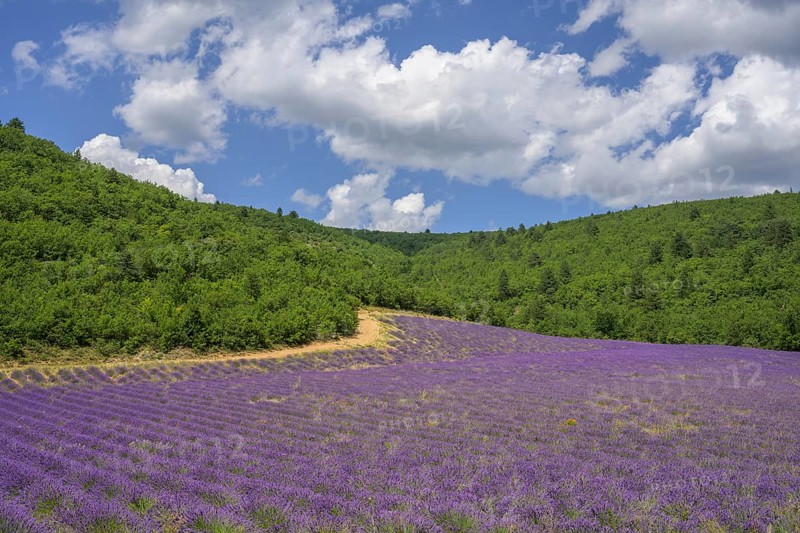 Lavender field amidst green hills, Alpes-de-Haute-Provence, France, Europe