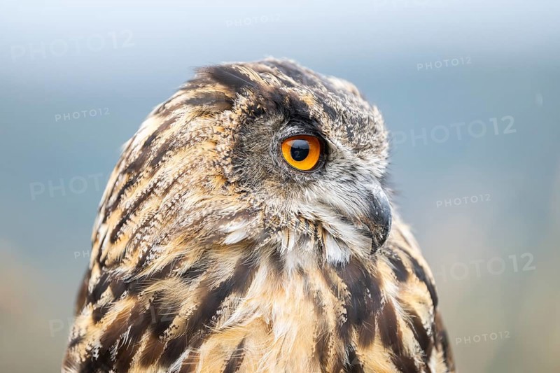 Portrait of an Eurasian eagle-owl (Bubo bubo), captive, Pyrenees, Catalonia, Spain, Europe