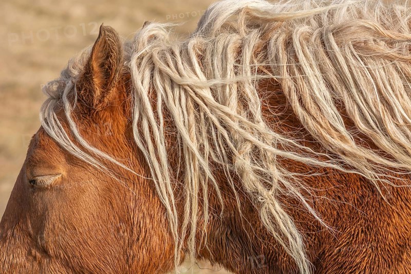 A horse with long, white hair on its head. The hair is twisted and messy, giving the horse a wild and untamed appearance. The horse is standing in a field, surrounded by grass and dirt. Bas rhin, Alsace, France, Europe