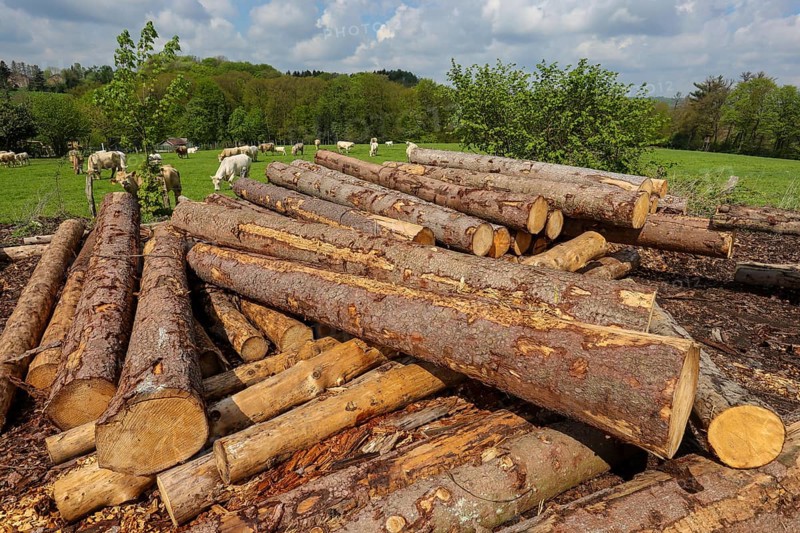 Solingen, North Rhine-Westphalia, Germany - Fresh wood in the timber store of a sawmill, the spruce logs are later processed into construction timber, construction timber is scarce and expensive, carpentry and joinery companies are struggling with rapidly rising raw timber prices in times of the corona crisis, large quantities of logs are exported to China and the USA