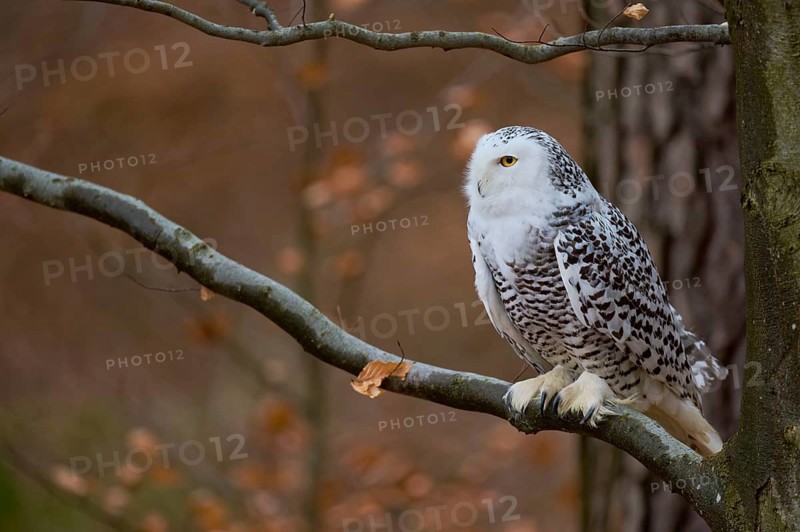 Snowy owl on branch (Bubo scandiacus) captive, Czech Republic, Europe