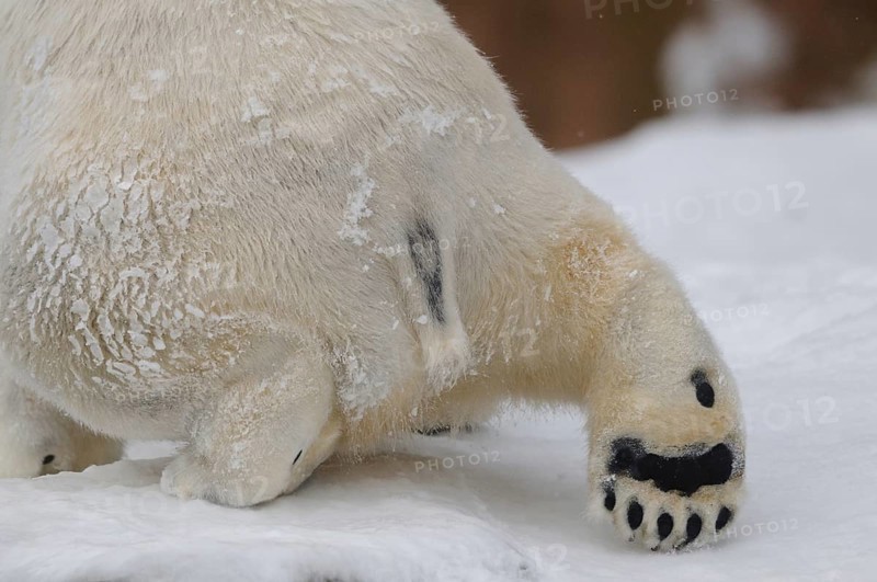 Detailed view of a polar bear pelt and a paw in the snow, polar bear (Ursus maritimus), captive