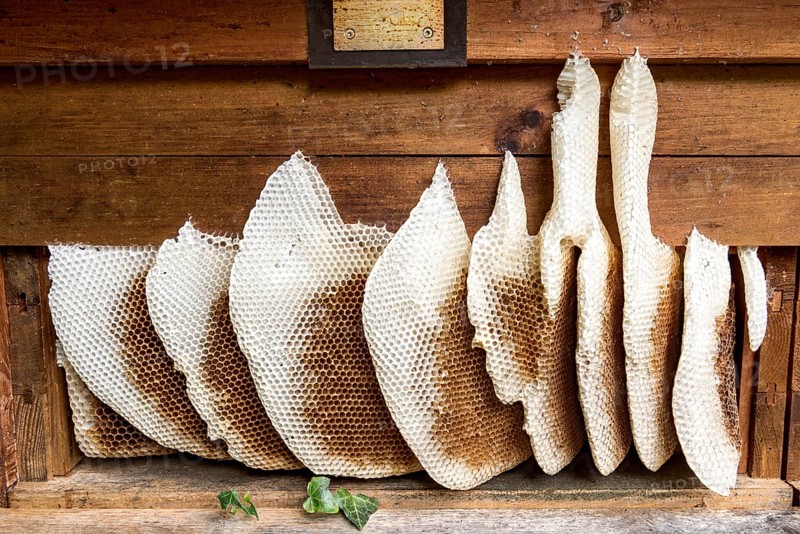 Honeycomb abandoned by colony, honeycomb, wild natural burrow on outside of hive, light-coloured beeswax, dark-coloured cells for brood, rearing and pollen storage, Western European honeybee (Apis mellifera), Nidda, Wetterau, Hesse, Germany, Europe