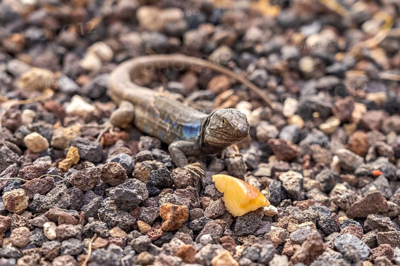 Male Canary Island lizard (Gallotia galloti), Tenerife, Canary Islands, Spain, Europe