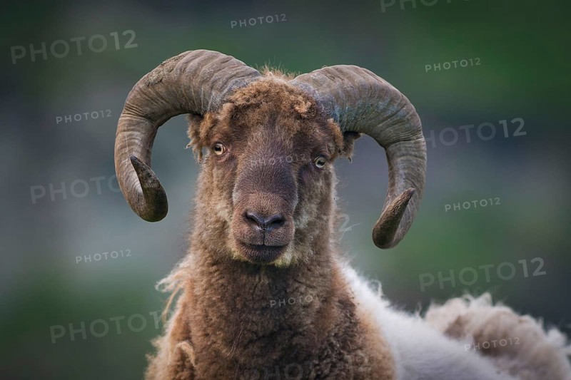 Brown and white ram with round horns, sheep, Mykines, Útoyggjar, Faroe Islands, Denmark, Europe